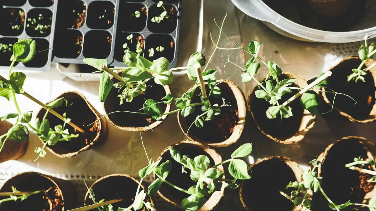 Container Gardening the Best Plants for Small Balconies (1)