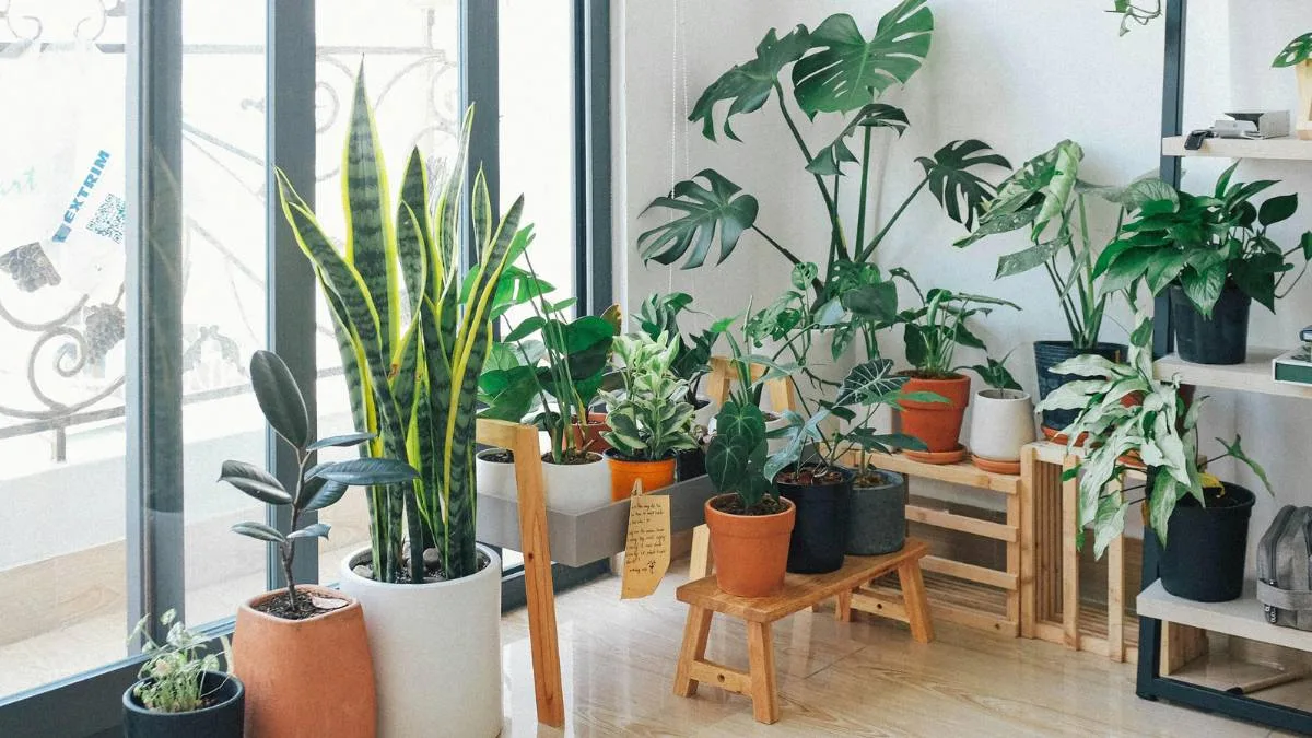 Container Gardening The Best Plants for Small Balconies