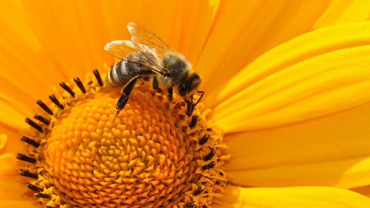 How to Create a Pollinator-Friendly Garden (1)