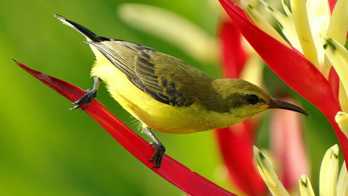 How to Create a Pollinator-Friendly Garden