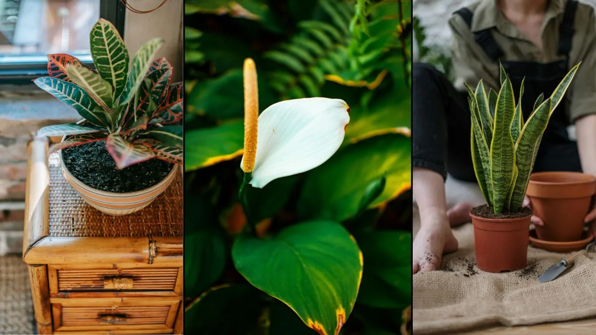 Low-Maintenance Houseplants for Busy Homeowners (1)