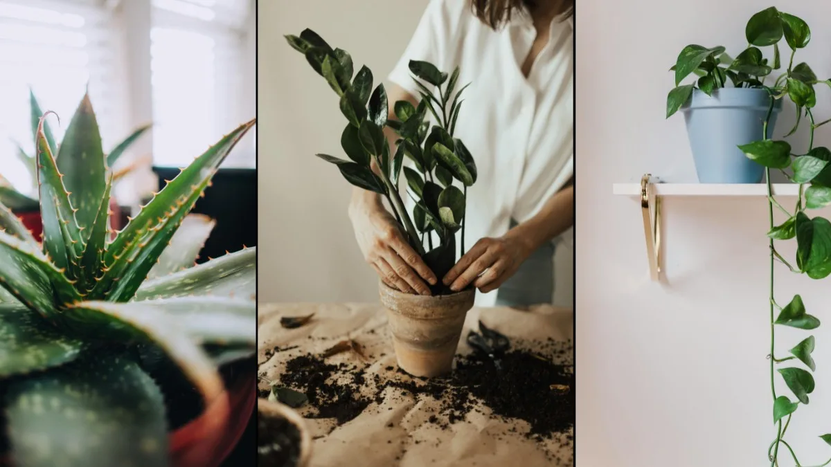 Low-Maintenance Houseplants for Busy Homeowners